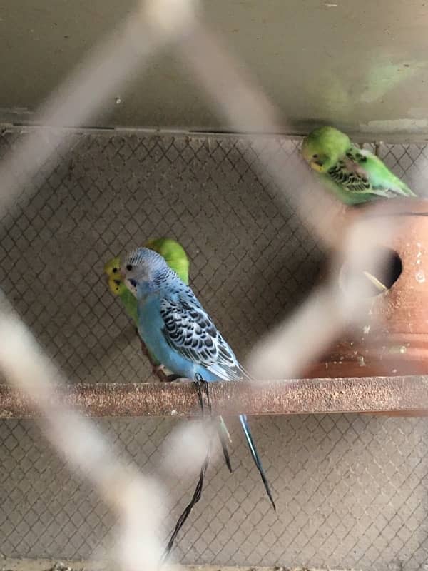 Exibition,Tcb, Australian parrots 9