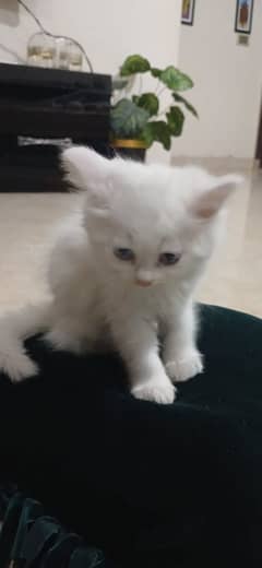 Persian cute cat kid