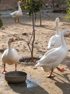 ducks for sale contact at 03365004599