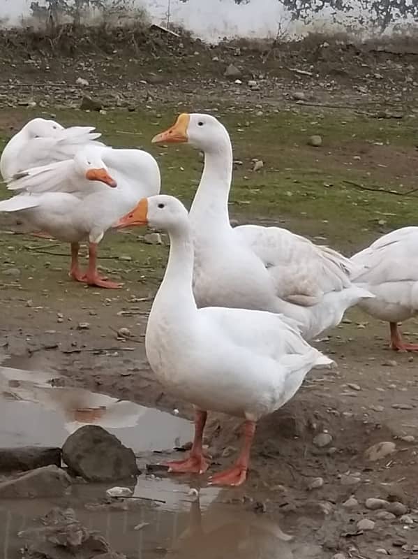 ducks for sale contact at 03365004599 4