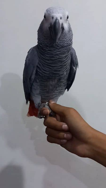 Hand tamed african grey parrot 0