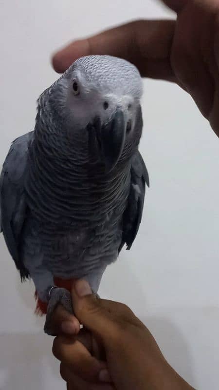 Hand tamed african grey parrot 1