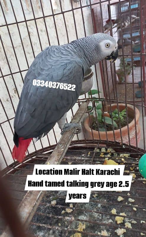 Hand tamed african grey parrot 2