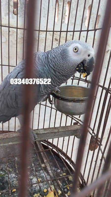 Hand tamed african grey parrot 3