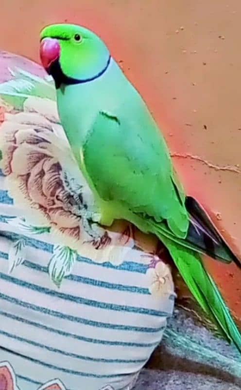 green parrot male hand time taking face to face 0