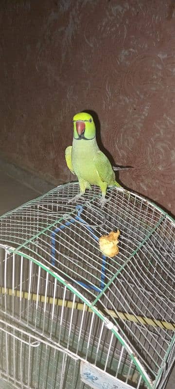 green parrot male hand time taking face to face 1