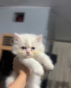 persian cat