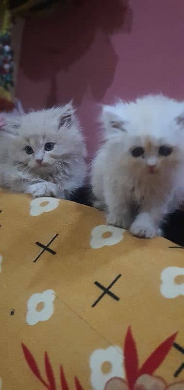 pair of persian kittens extra long hair male or female 1