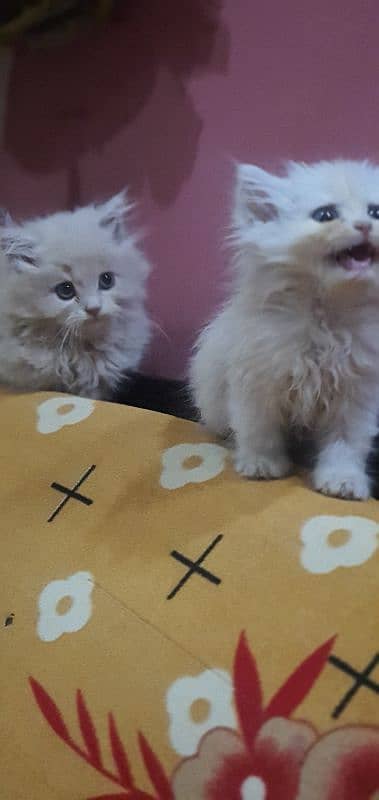 pair of persian kittens extra long hair male or female 2