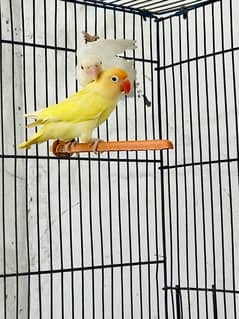 Lovebirds, Decino, Albino red,