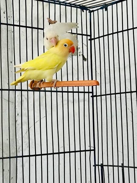 Lovebirds, Decino, Albino red, 0