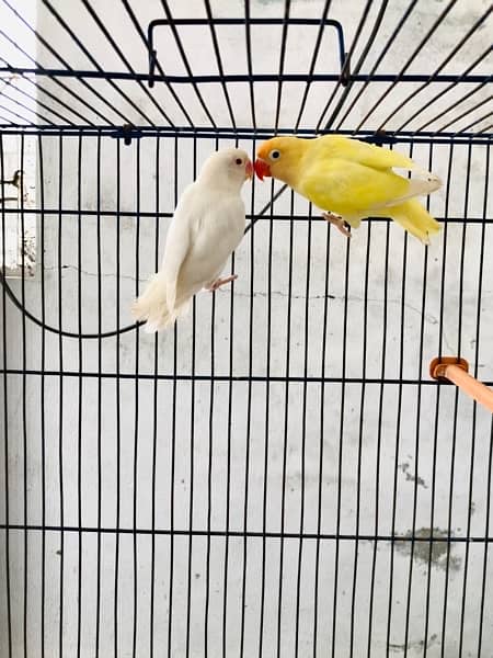 Lovebirds, Decino, Albino red, 1