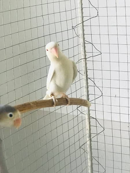 Lovebirds, Decino, Albino red, 2