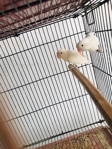 Lovebirds, Decino, Albino red, 3