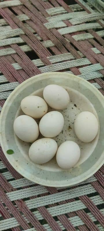 Australorp fertile eggs for sale 0