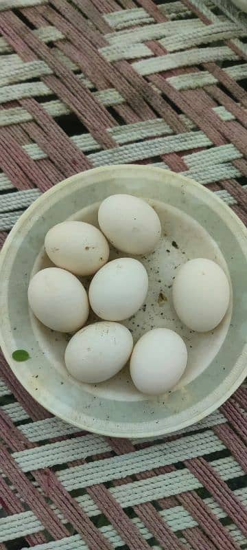 Australorp fertile eggs for sale 1