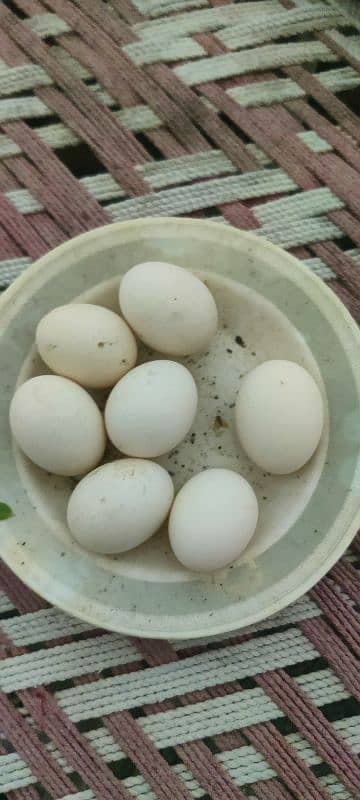 Australorp fertile eggs for sale 2