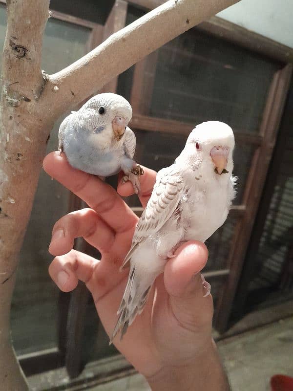 baby budgie 4