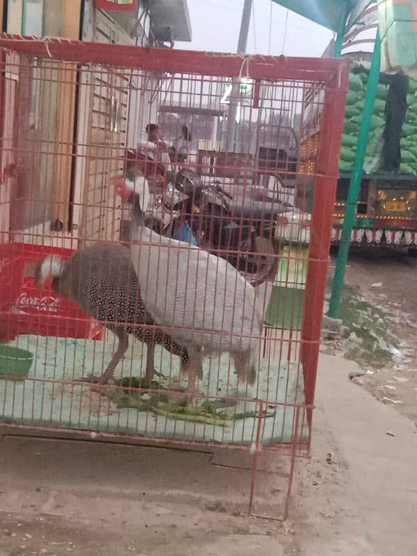 Titri (Guinea fowl) pair for sale 03095202966 1