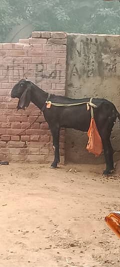 Bakri desi