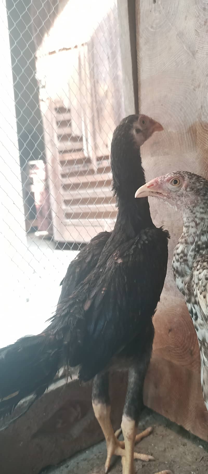 O Shamo pair / hens / aseel / murga / fancy / chicks / shamo 0