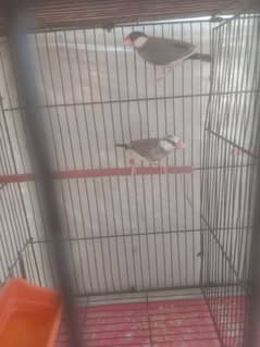 White and Gray Java finches