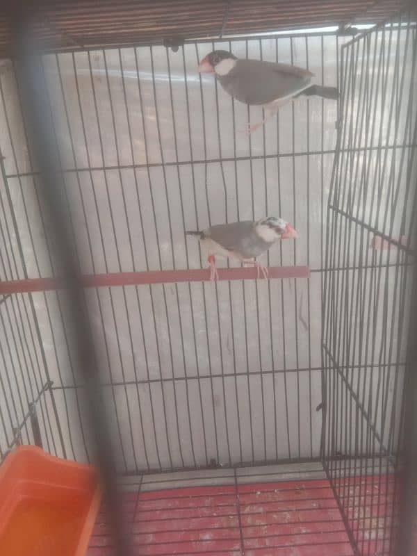 White and Gray Java finches 0