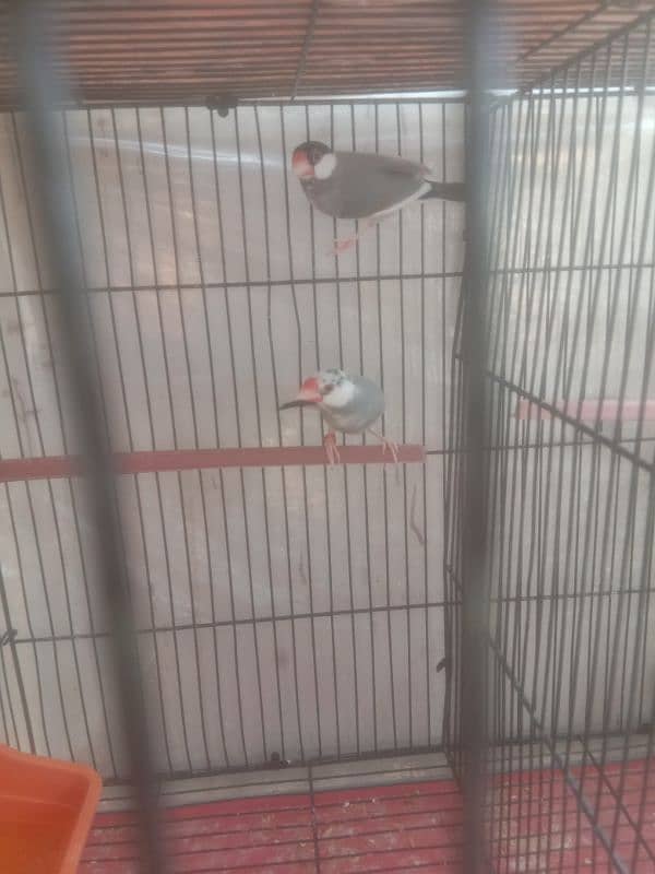 White and Gray Java finches 2