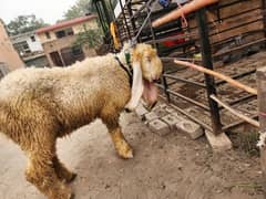 kajla | bakra | sheep | Breader | بکر| | Sheep for sale.