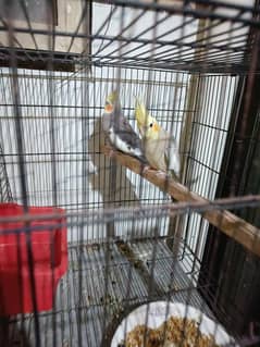 Pair of Gray Cockatiels – Confirm Breeder Pair!