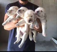 Labrador puppies available 5 female 3 Male