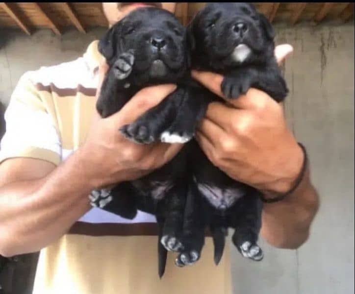 Labrador puppies available 5 female 3 Male 1