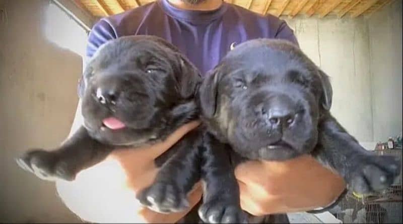 Labrador puppies available 5 female 3 Male 2