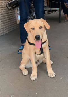 Labrador golden retriever