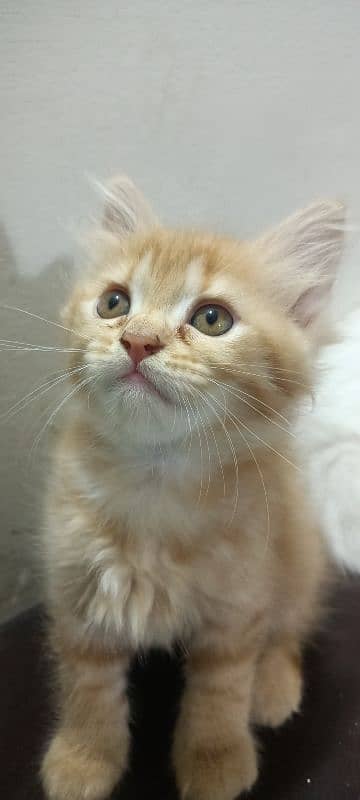 double eyes white male and orange  kittens double coated 1