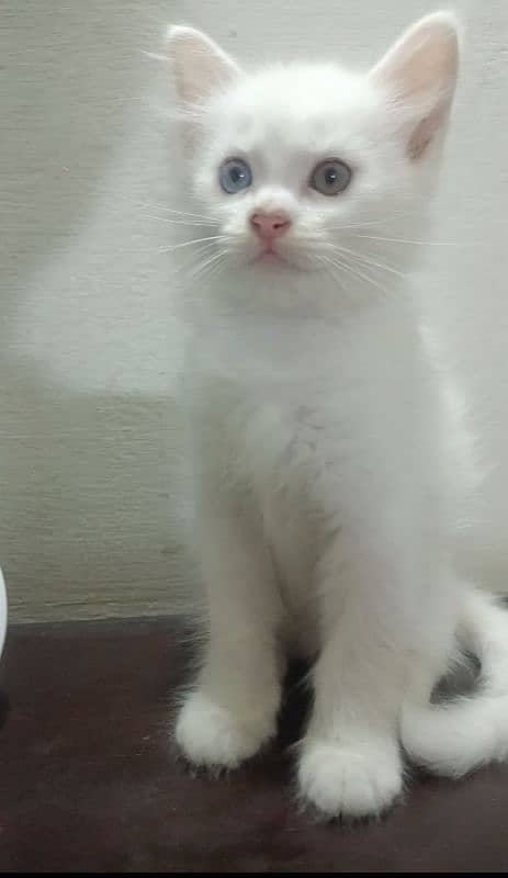 double eyes white male and orange  kittens double coated 5