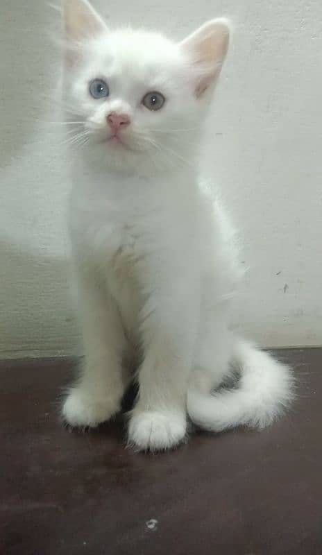 double eyes white male and orange  kittens double coated 6