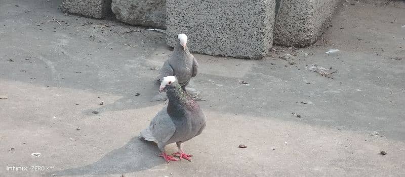 Silver mukhi breeder pair 0