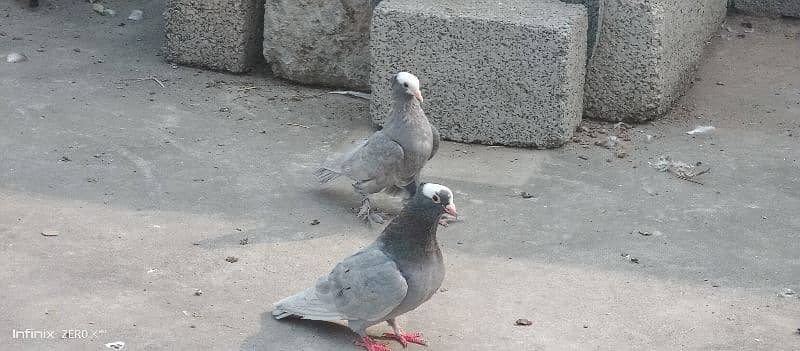 Silver mukhi breeder pair 1