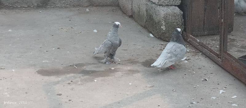 Silver mukhi breeder pair 3