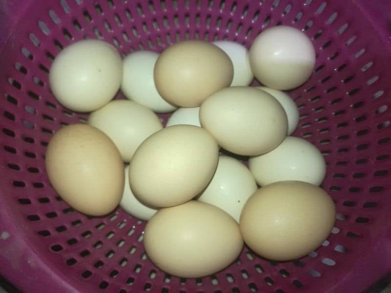 Desi eggs 0