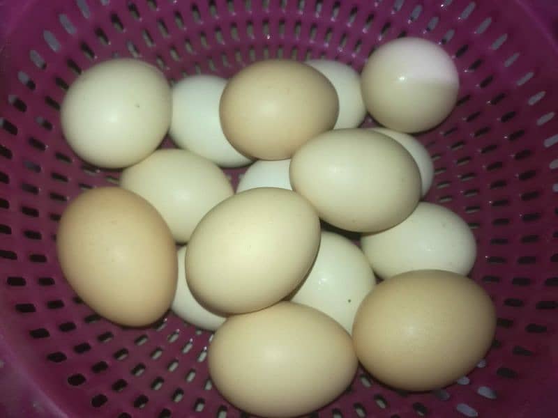 Desi eggs 1