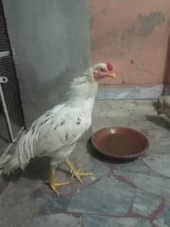 Mianwali male aseel for sale