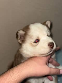 BROWN & WHITE SIBERIAN HUSKY