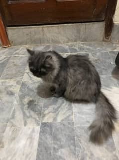 Persian cat