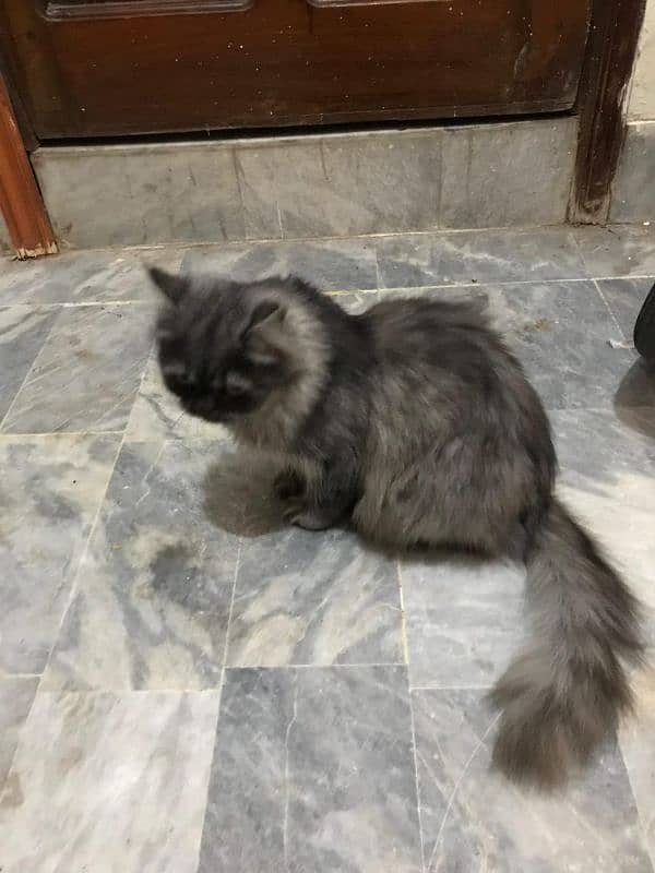 Persian cat 0