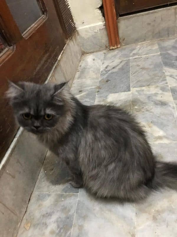 Persian cat 1