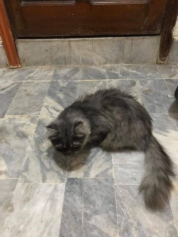 Persian cat 2