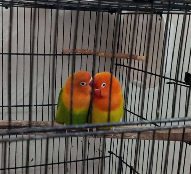 Green opaline fischer love bird 0