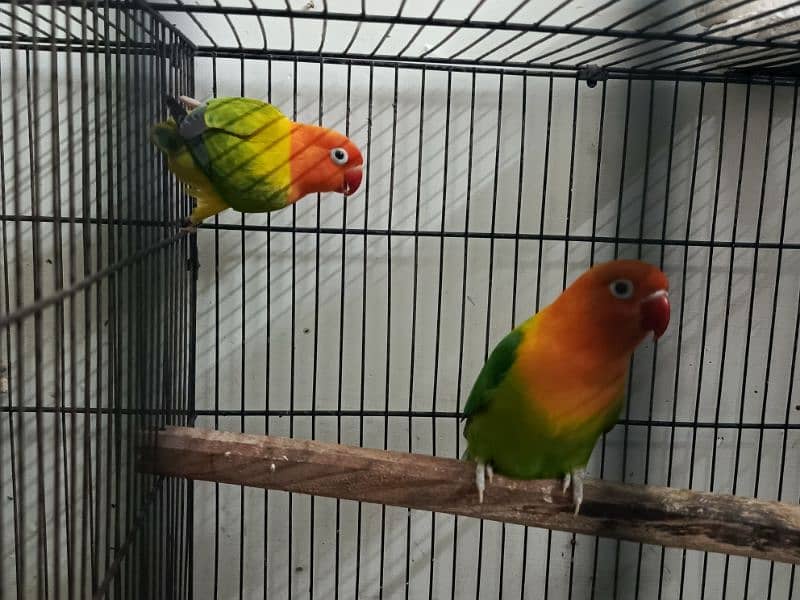 Green opaline fischer love bird 1